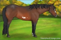Horse Color:Bay Frame 