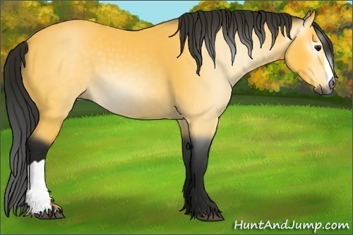 Horse Color:Gray Buckskin