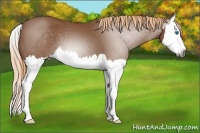 Horse Color:Gray Red Roan Splash