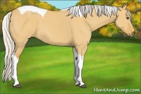 Horse Color:Silver Buckskin Dun Tobiano 