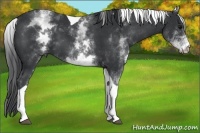 Horse Color:White Spotted Black Tobiano 
