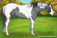 Horse Color:Blue Roan Splash Tobiano 
