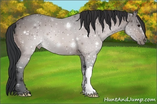 Horse Color: Bay 