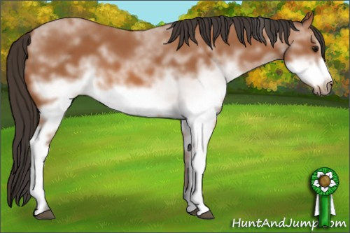 Horse Color: White Spotted Bay Frame 