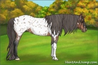 Horse Color:Bay Appaloosa
