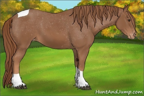 Horse Color:Unknown 