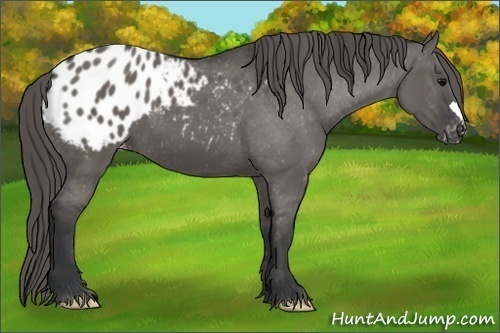 Horse Color: Grullo Blanket 