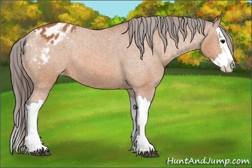 Horse Color:Unknown 