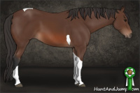 Horse Color:Bay Tobiano 