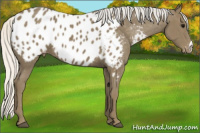 Horse Color:Silver Buckskin Blanket 
