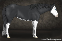 Horse Color:Black Splash