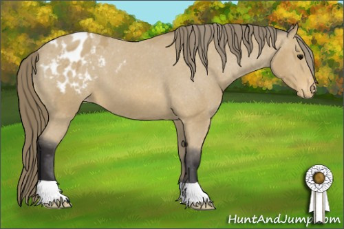 Horse Color: Buckskin Blanket 