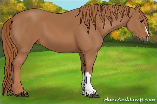 Horse Color: Chestnut 
