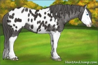 Horse Color:Liver Chestnut Splash Appaloosa 