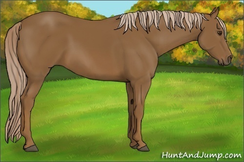 Horse Color:Chocolate Palomino Sabino 