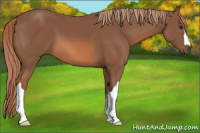 Horse Color:Liver Chestnut 