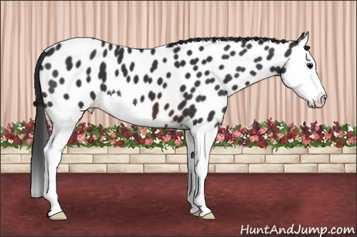 Horse Color: Brown Splash Near Leopard 