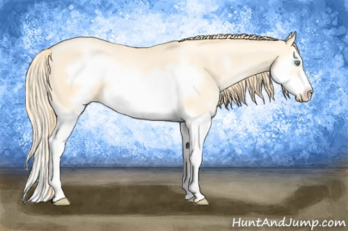 Horse Color: Buckskin Pearl Splash Frame 