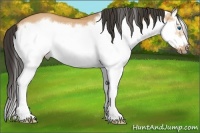 Horse Color:Bay Dun Splash Frame