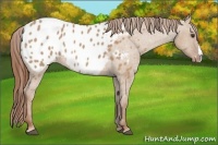 Horse Color:Red Dun Appaloosa