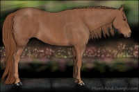 Horse Color:Chestnut  Brindle