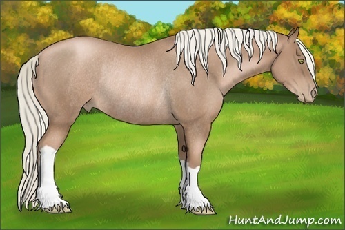 Horse Color: Liver Chestnut Pearl Rabicano 