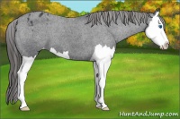 Horse Color:Black Splash Varnish 