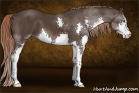Horse Color:Liver Chestnut Splash 