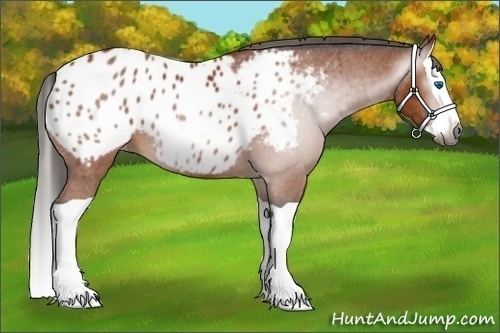 Horse Color:Gray Bay Splash Appaloosa 
