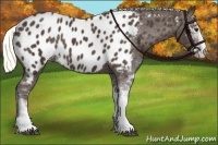 Horse Color:Liver Chestnut Sabino Appaloosa 