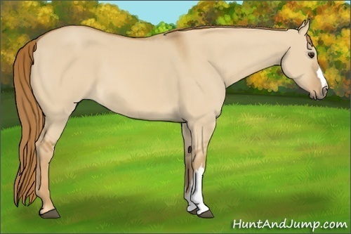 Horse Color:Red Dun 