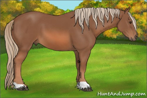 Horse Color: Liver Chestnut 