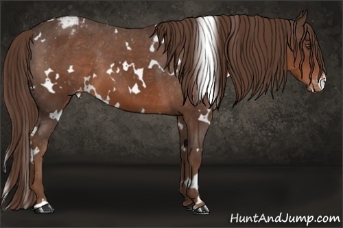 Horse Color: White Spotted Liver Chestnut Varnish 