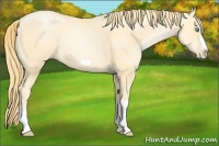 Horse Color:Buckskin Pearl Splash Frame 
