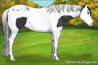 Horse Color:Black Splash Tobiano 