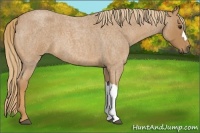 Horse Color:Red Roan 