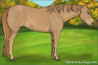 Horse Color:Chestnut Frame 