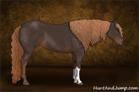 Horse Color:Liver Chestnut 