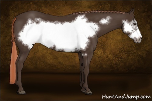 Horse Color:Liver Chestnut Frame 