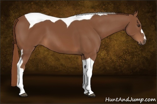 Horse Color:Chestnut Tobiano