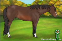 Horse Color:Bay Sabino 