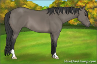 Horse Color:Grullo 