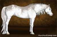 Horse Color:White Spotted Silver Black Splash Appaloosa Rabicano 