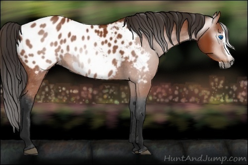 Horse Color:Gray Bay Splash Appaloosa