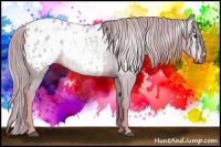 Horse Color:Gray Watercolor Chestnut Near Leopard Rabicano 