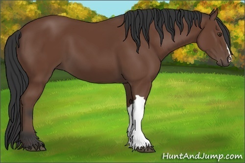 Horse Color: Bay 