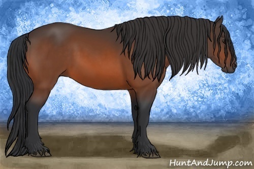 Horse Color: Bay 