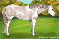 Horse Color:White Spotted Black Pearl Splash Appaloosa Rabicano 