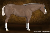 Horse Color:Silver Black Splash 