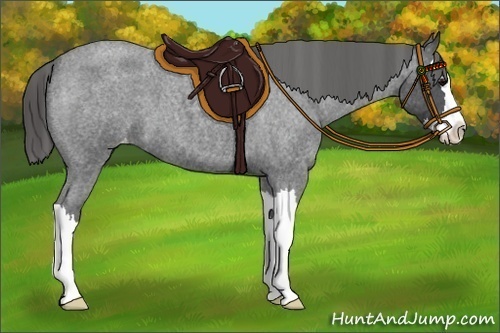 Horse Color:Blue Roan Splash Appaloosa